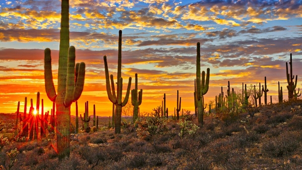 JACK LASSETER: The Sonoran Desert: The Place Where We Live