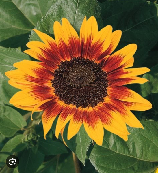 STAINED GLASS BEGINNER 2 - SUNFLOWER