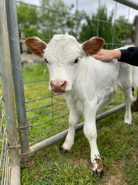 Hot Chocolate & Cows Tour