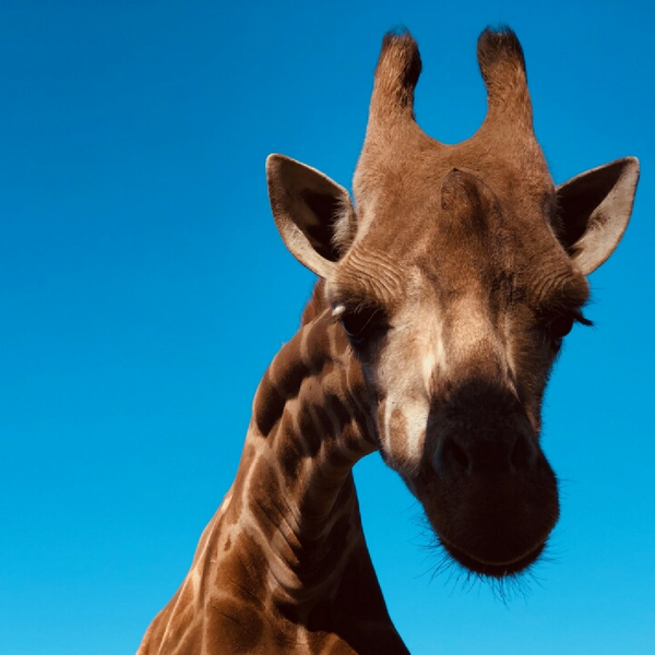 Hot Chocolate & Cows Tour