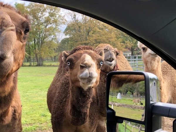 Drive-Thru Farm Tour