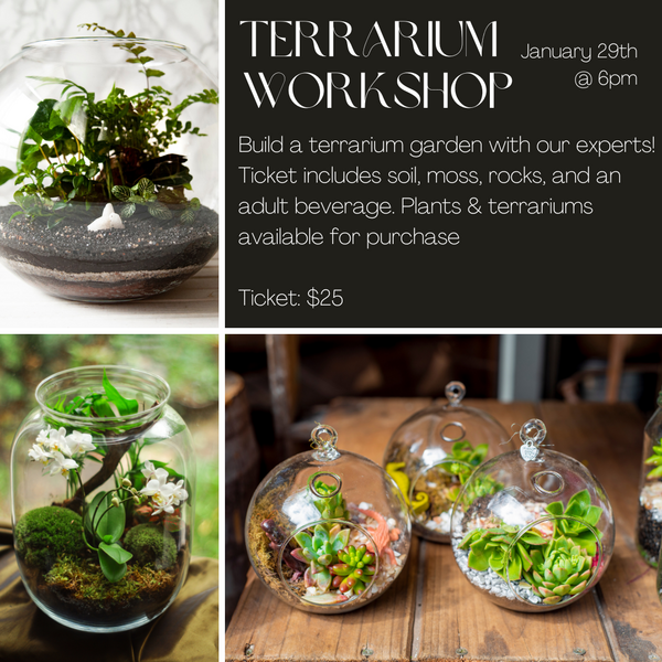 ALLISONVILLE: Terrarium Workshop 