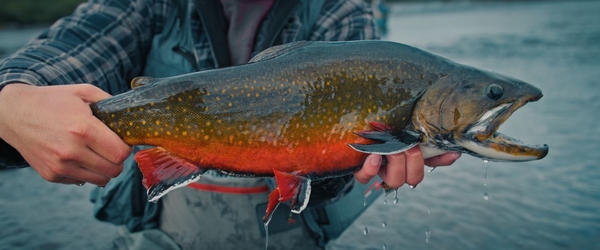IF4 - International Fly Fishing Film Festival 2026