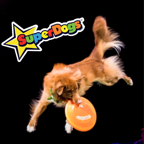 Superdogs Show- Locals