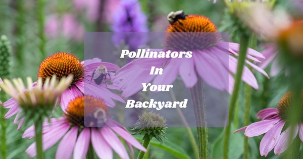 Pollinators In Your Backyard