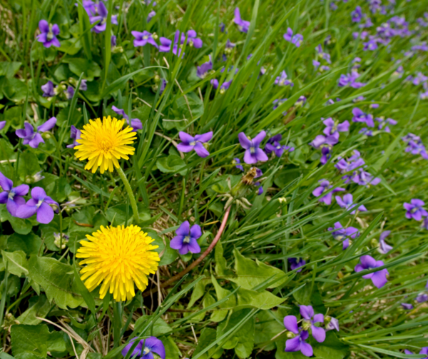Virtual-Backyard Foragers 