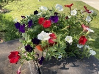 July 4 Flowers
